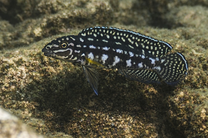 Julidochromis cf. marlieri 'Kibige Island'
